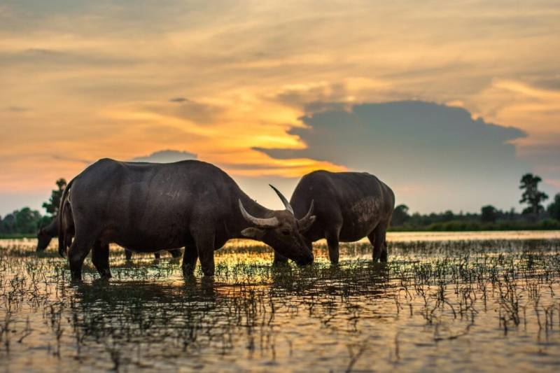 Tailandia y Laos